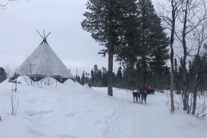 Sit Back and Relax Morning Husky Tour - Sled Dog Experience