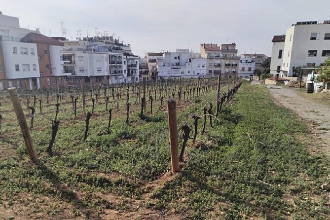 Sitges: Sailing Tour, Walking Tour and Winery Tour With Tasting - Winery Visit and Tasting