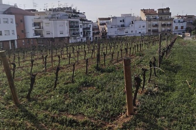 Sitges: Sailing Tour, Walking Tour and Winery Tour With Tasting - Accessibility and Suitability