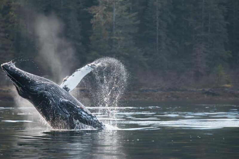 Sitka: Marine Wildlife Tour - An In-Depth Look at the Sitka Marine Wildlife Tour