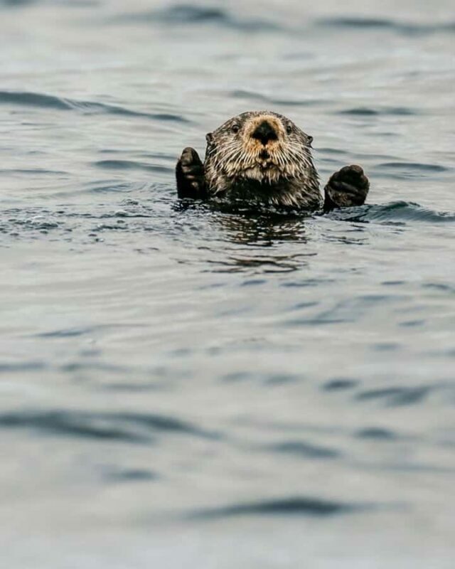 Sitka: Marine Wildlife Tour - FAQ