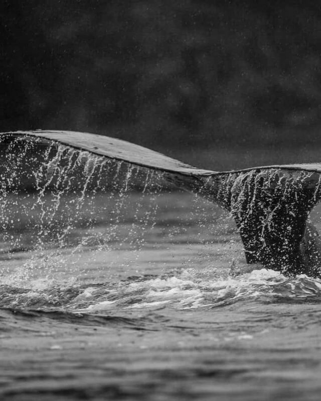 Sitka: Marine Wildlife Tour - The Sum Up