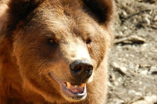 Sitka Premium Tour- Private- Alaska Raptor Center, Fortress of the Bears,Totems - Visiting Fortress of the Bears
