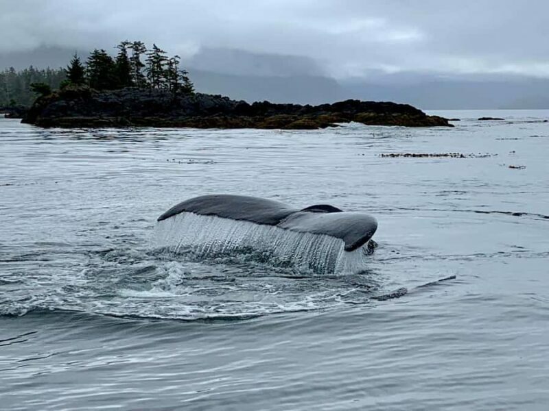 SITKA: PRIVATE WILDLIFE PHOTO-SAFARI & BEACHCOMBING CRUISE - An Overview of the Experience