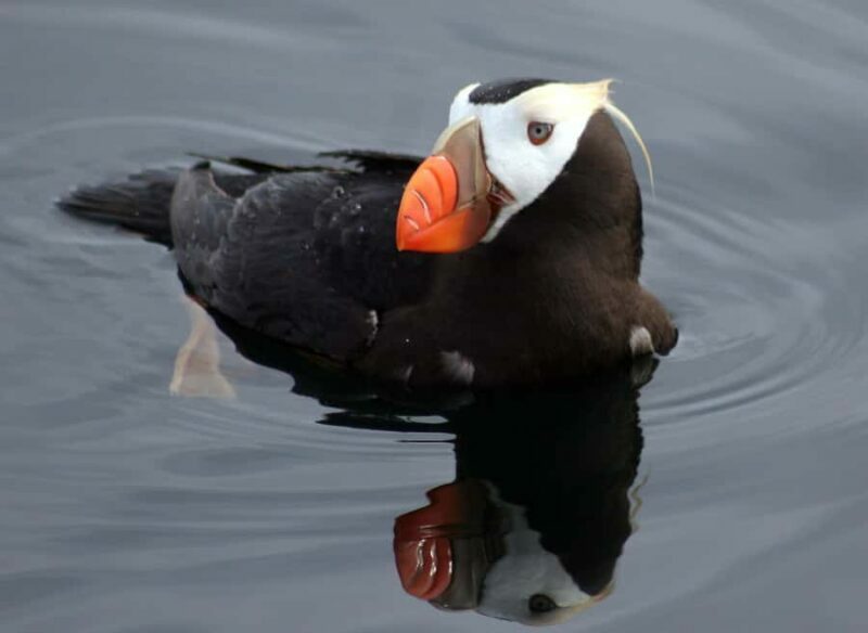 SITKA: PRIVATE WILDLIFE PHOTO-SAFARI & BEACHCOMBING CRUISE - Why This Tour Offers Great Value