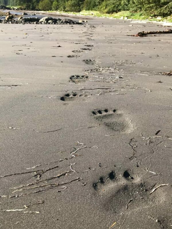 SITKA: PRIVATE WILDLIFE PHOTO-SAFARI & BEACHCOMBING CRUISE - Transport, Timing & Practicalities