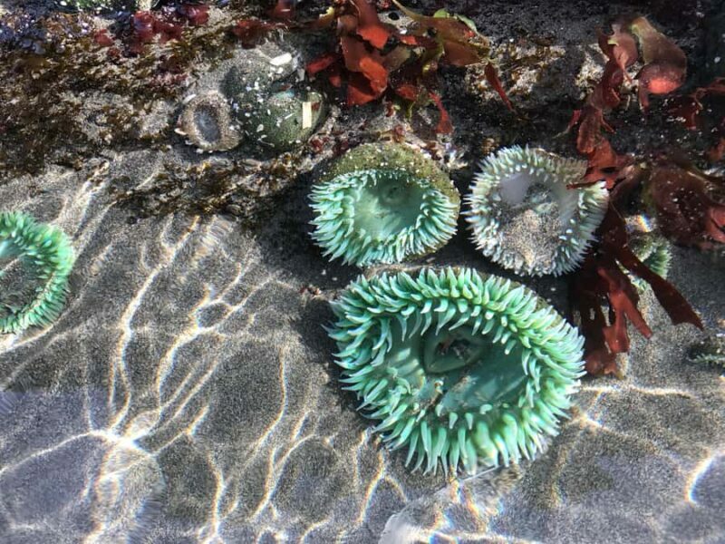 SITKA: PRIVATE WILDLIFE PHOTO-SAFARI & BEACHCOMBING CRUISE - The Sum Up