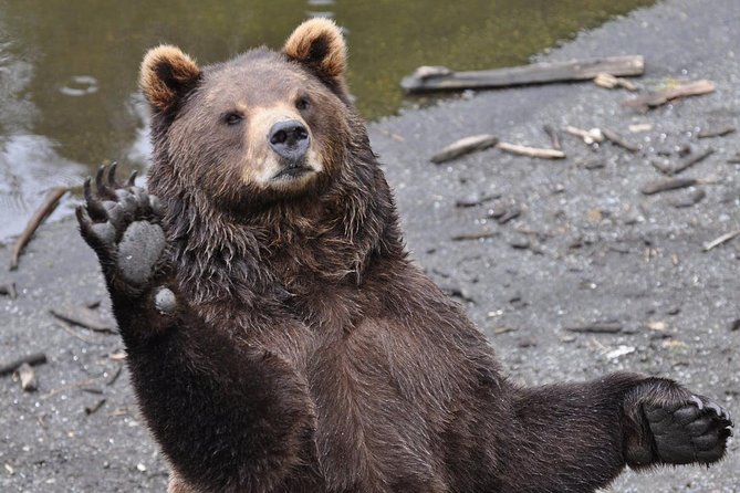 Sitka Scenic Tour - Group Size and Accessibility