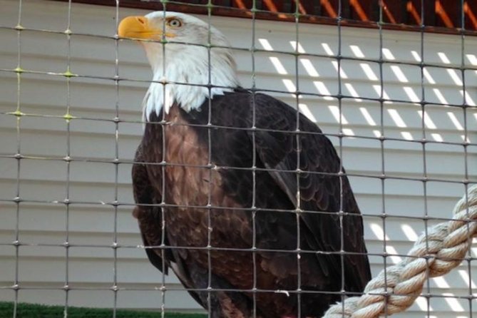 Sitka Shore Excursion: Bears, Raptor Center, & Totem Park Tour (Small Group) - Highlights of the Excursion
