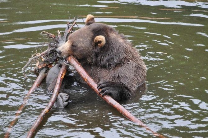 Sitka Shore Excursion: Bears, Raptor Center, & Totem Park Tour (Small Group) - Exploring Fortress of the Bears