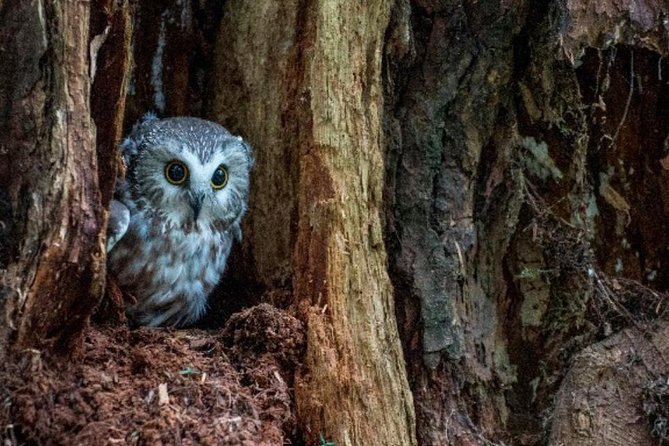 Sitka Shore Excursion: Bears, Raptor Center, & Totem Park Tour (Small Group) - Discovering Totem Park