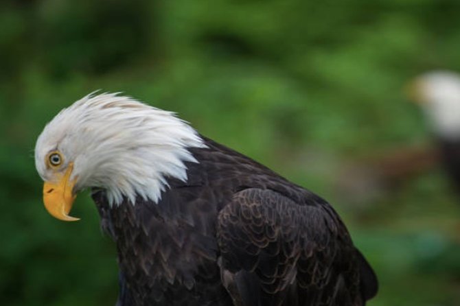 Sitka Shore Excursion: Sitka Harbor & Islands Guided Kayaking - Scheduling and Availability