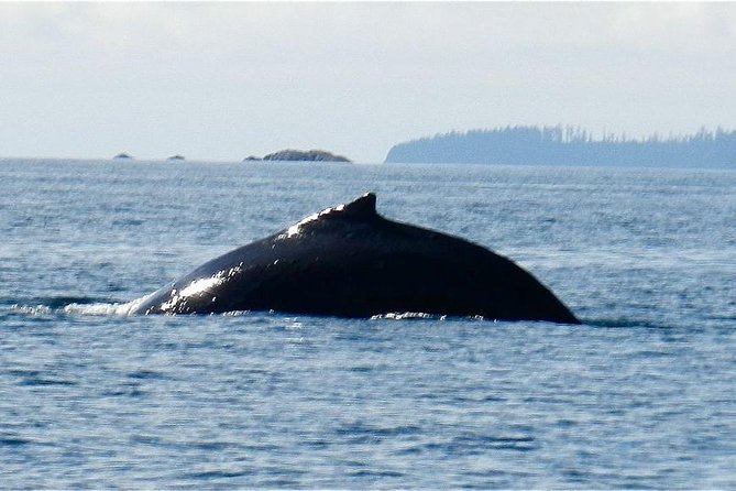 Sitka Shore Excursion: Whale-Watching and Marine Life Tour - Wildlife Viewing