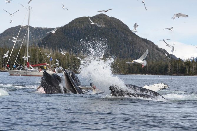 Sitka Shore Excursion: Whale-Watching and Marine Life Tour - Cancellation Policy