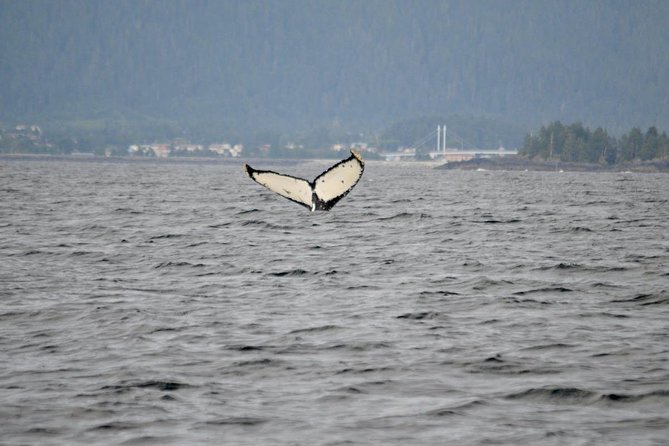 Sitka Shore Excursion: Whale-Watching and Marine Life Tour - Accessibility Information