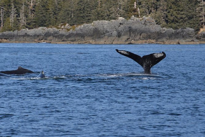 Sitka Shore Excursion: Whale-Watching and Marine Life Tour - Boarding Requirements