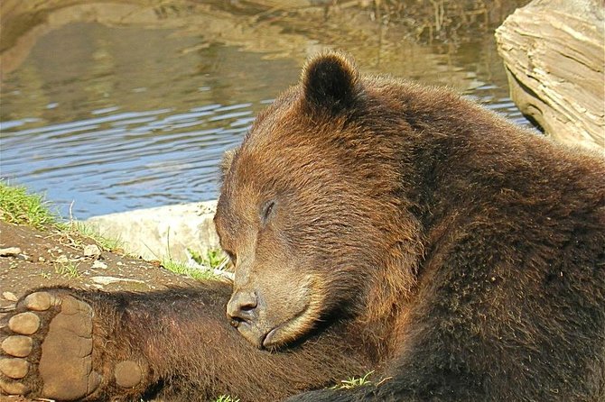 Sitka Sightseeing Tour Including Fortress of the Bear and Totem Poles - Key Sights Included