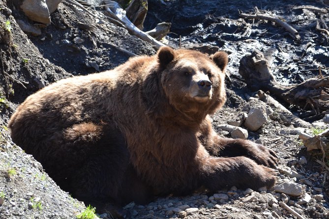 Sitka Sightseeing Tour Including Fortress of the Bear and Totem Poles - Tour Details and Policies