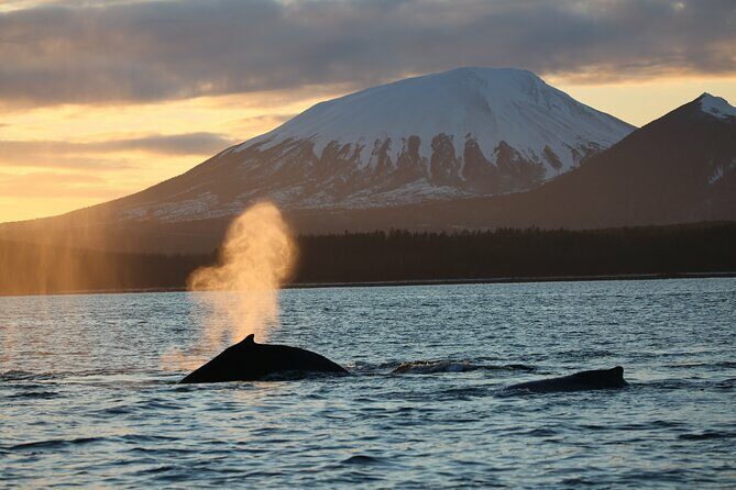 Sitka Whale Watch and Sea Otter Quest - The Sum Up
