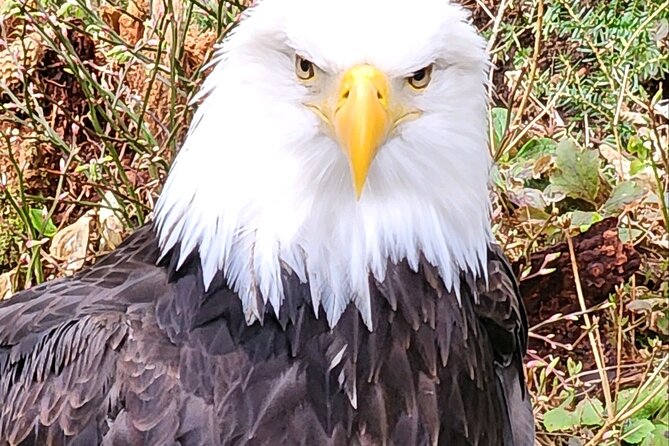 Sitkas Favorite Sites Private Land Tour & Lunch - Planning Your Visit
