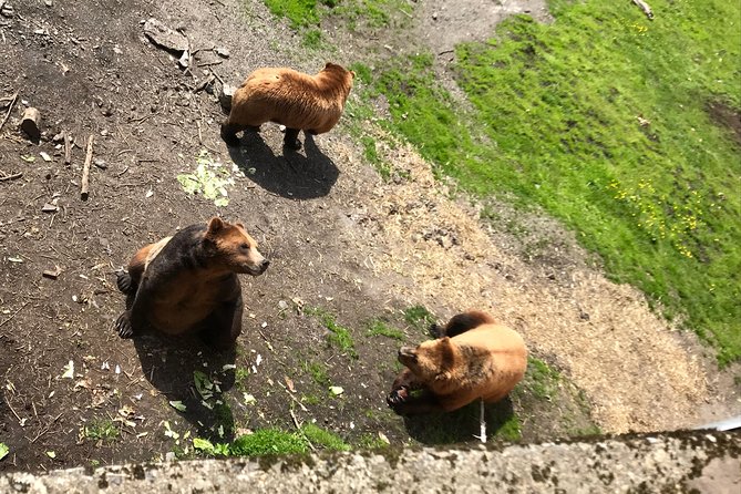 Sitkas Only Private Simply Amazing Tour - Wildlife Encounters
