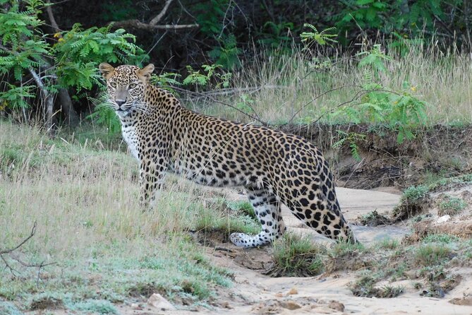 Situlpawwa Temple Visit With Yala National Park Outside Safari - Highlights of the Yala Safari