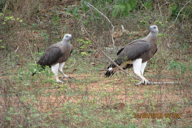 Situlpawwa Temple Visit With Yala National Park Outside Safari - Logistical Considerations