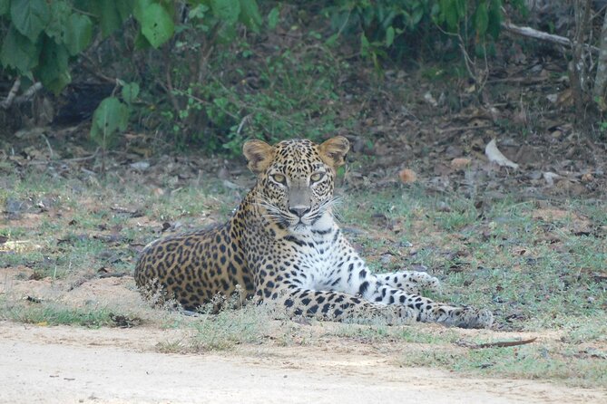 Situlpawwa Temple Visit With Yala National Park Outside Safari - Memorable Moments of the Tour