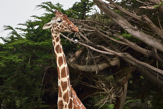 Six Flags Wild Safari Drive-Thru Adventure - Inclusions and Pricing