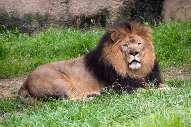 Six Flags Wild Safari Drive-Thru Adventure - Travel Considerations