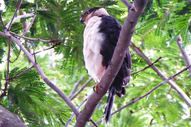 SJOS City Nature Full Combo With Sloths, University and Zipline - Spotting Sloths and Birds