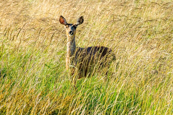 Skagit Valley Birding + Deception Pass Day Tour From Seattle - Accommodating Dietary Needs