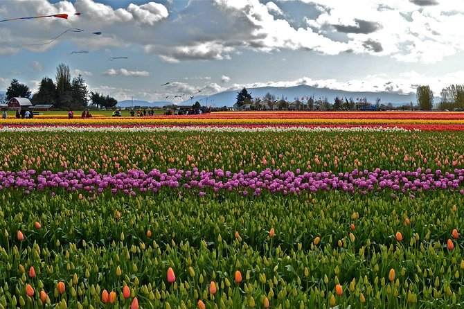 Skagit Valley Tulip Festival Day Trip From Seattle - Roozengaarde Experience