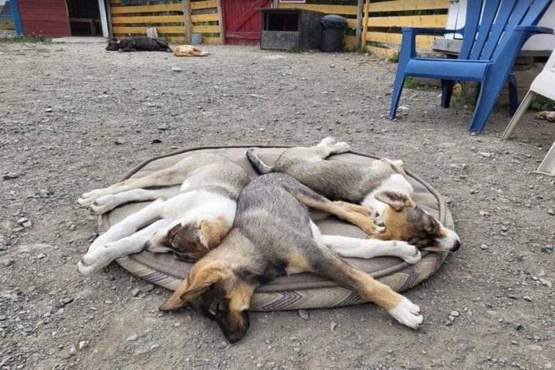 Skagway: Klondike Highway & Yukon Bus Tour With Husky Kennel - Included Features