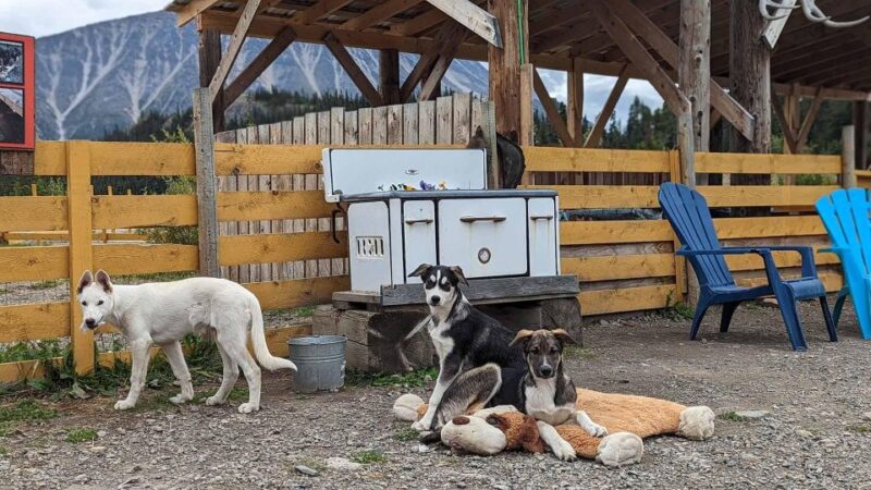 Skagway: Klondike Highway & Yukon Bus Tour With Husky Kennel - Key Points