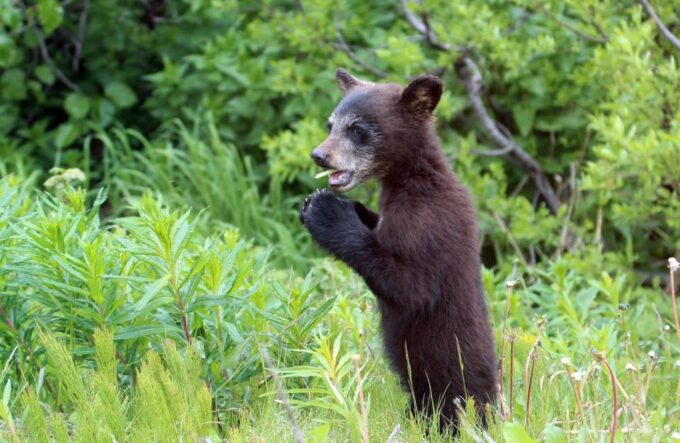 Skagway: Klondike Highway & Yukon Bus Tour With Husky Kennel - Inclusions and Logistics