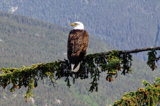 Skagway Shore Excursion: Scenic River Float Tour - Overview and Experience