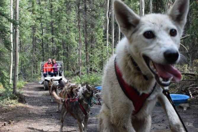 Skagway Shore Excursion: Yukon Discovery Tour - Requirements and Accessibility