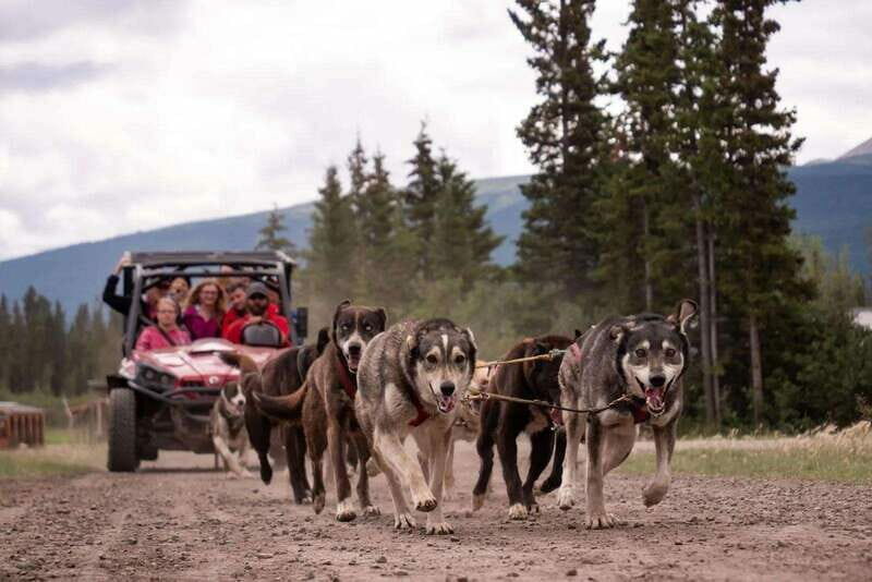 Skagway: Yukon Dog Mushing & Sightseeing Tour - FAQ