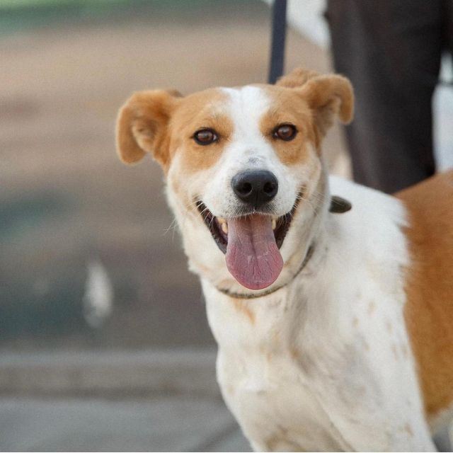 Skiathos: Dog Shelter Visit, Hike & Cooking Class With Lunch - Itinerary Details