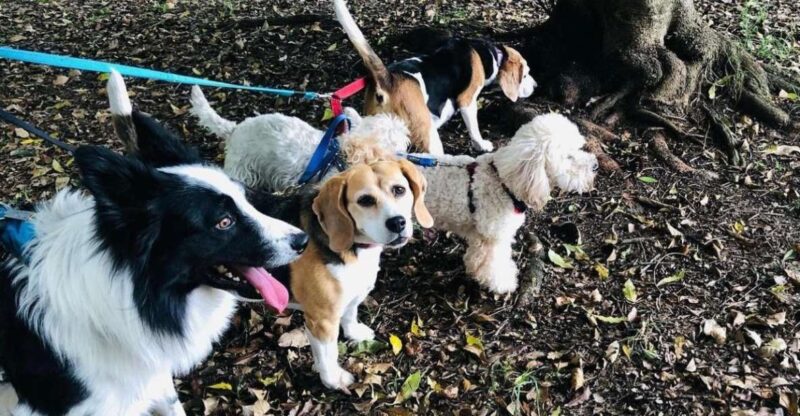 Skiathos: Dog Shelter Visit, Hike & Cooking Class With Lunch - Highlights of the Experience
