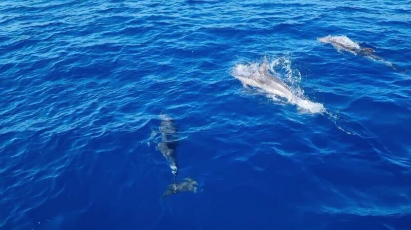 Skiathos Private Tours :Sailing Day With Lunch on Board, - Destinations and Activities