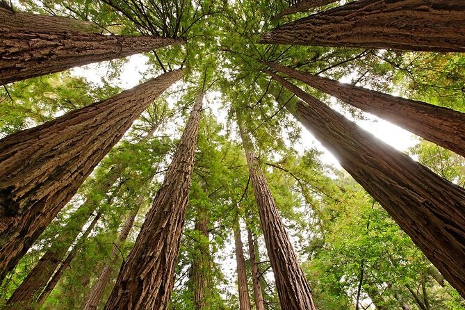 Skip The Bus: Muir Woods & Sausalito by Minivan - Getting to the Meeting Point