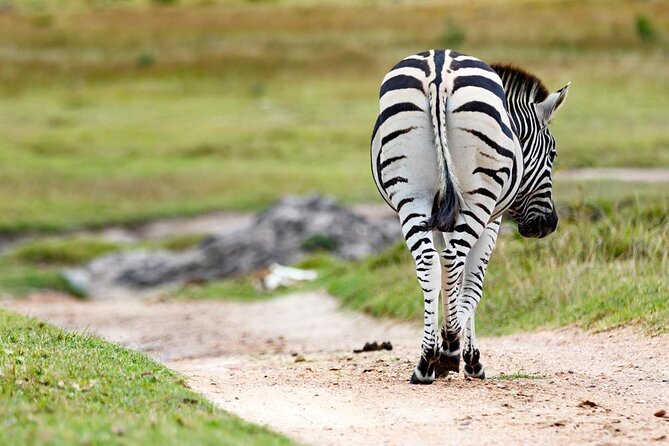 Skip the Line: 2-Hour Guided Game Drive at Kragga Kamma Game Park Ticket - Key Points