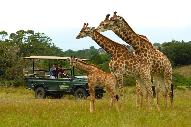 Skip the Line: 2-Hour Guided Game Drive at Kragga Kamma Game Park Ticket - Exclusions to Note