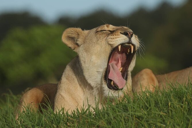 Skip the Line: 2-Hour Guided Game Drive at Kragga Kamma Game Park Ticket - Preparing for the Game Drive
