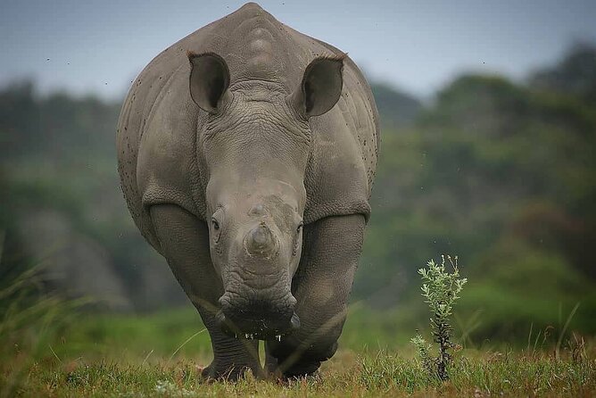 Skip the Line: 2-Hour Guided Game Drive at Kragga Kamma Game Park Ticket - Highlights of the Game Drive
