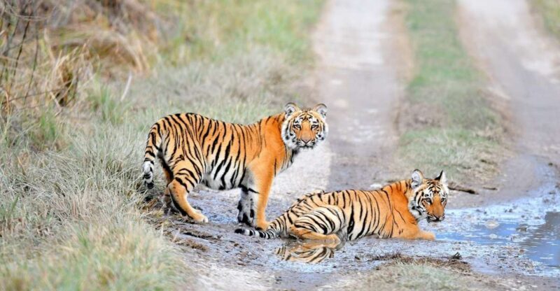 Skip The Line Access: Panna National Park Jungle Safari - Key Points