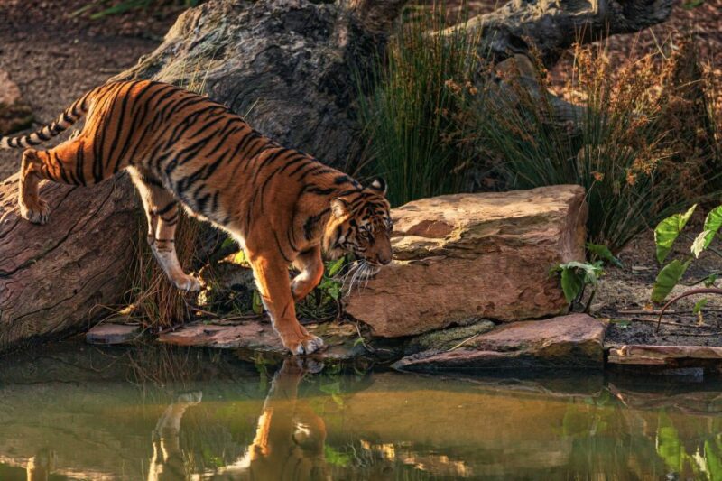 Skip The Line Access: Panna National Park Jungle Safari - Safari Modes and Experiences