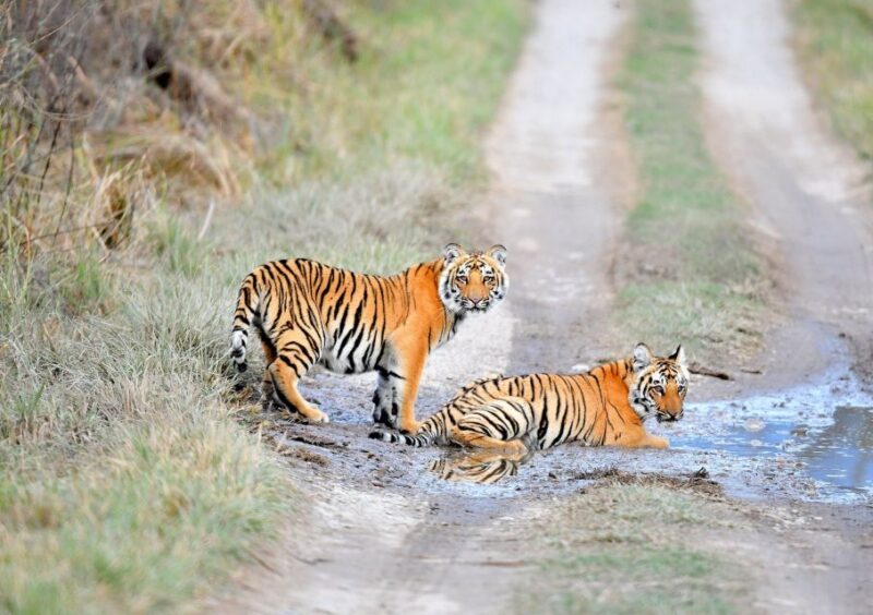 Skip The Line Access: Panna National Park Jungle Safari - Booking and Reservations